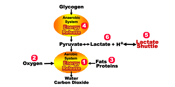 energy metabolism, lactate and lactate shuttle