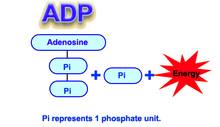 ADP adenosine di-phosphate plus energy