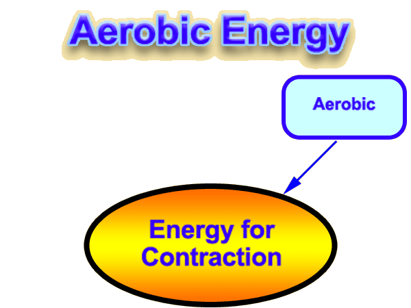 the aerobic system is the main source for energy for the triathlon