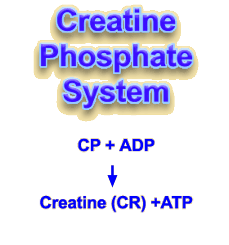creatine phosphate produces creatine and ATP