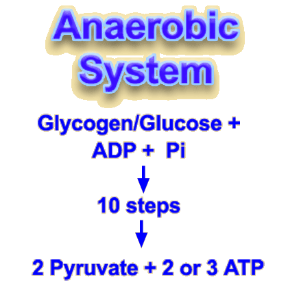 glycolysis produces pyruvte and ATP
