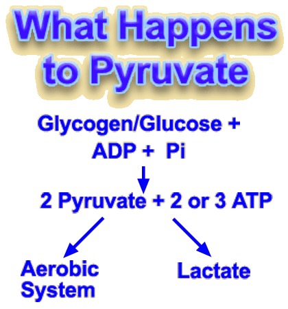 the glycolytic process