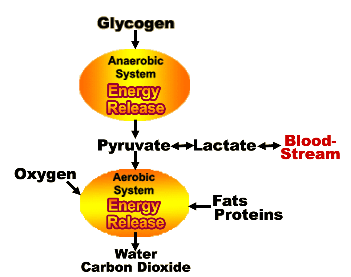 pyruvate either enters the aerobic system or turns into lactate