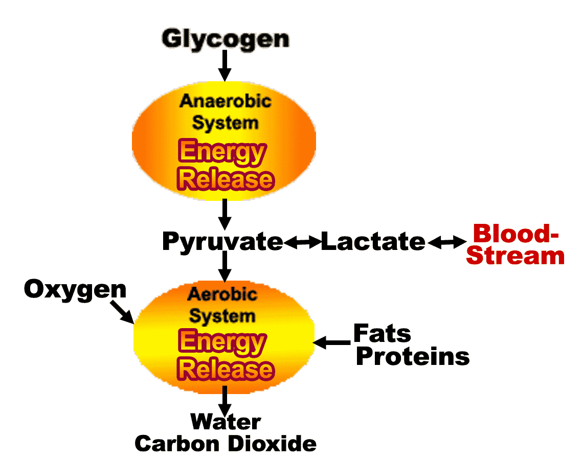 the basic aerobic and anaerobic energy
systems used in the triathlon