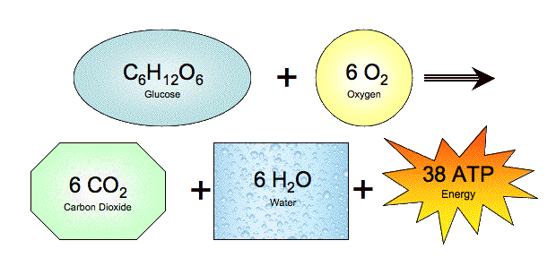 glucose plus water gives us energy in the form of ATP