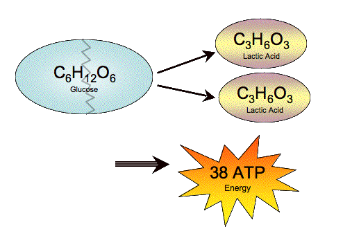 lactic acid is exactly one half of a glucose