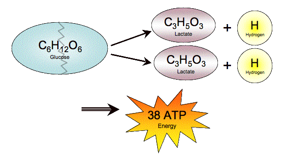 glucose breaks down into two lactate ions and two hydrogen ions