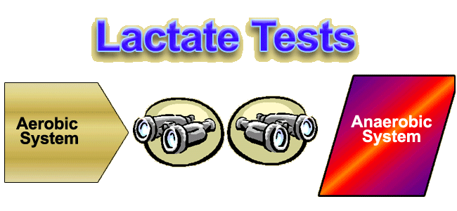 lactate testing can tell you about the origin
of lactate and how it is eventuall used