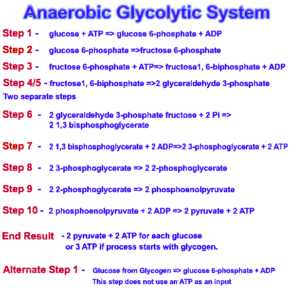 the glycolytic process