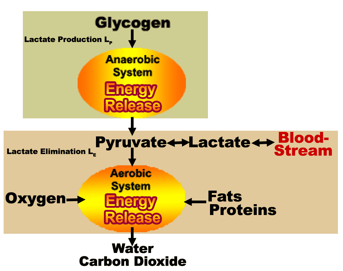 graded exercisse test example 7