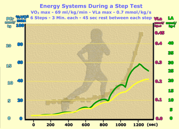 Lactate in muscles and blood during a step test