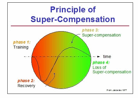 principle of supercompensation