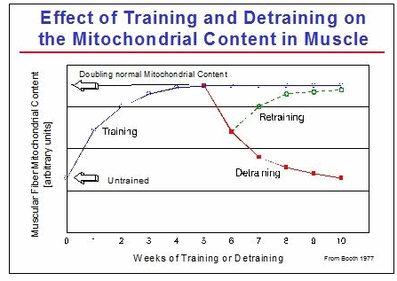 effect of training and detraining